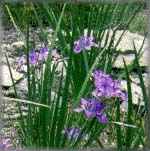 Iris goniocarpa (33K)   