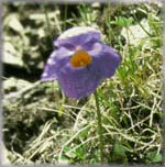 Meconopsis horridula (38K)