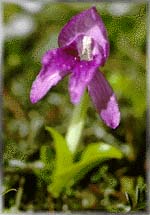 Roscoea alpina (26K)  