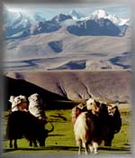 yak caravan north of Purang, western Tibet, the Indian Himalaya beyond (25K)