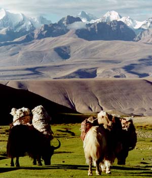 yaks grazing near Purang