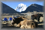 camp Mt Kailas