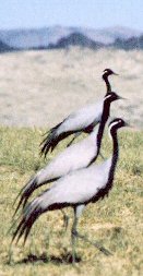 Demoiselle Cranes (Anthropoides virgo)