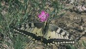 Butterfly in the Gobi