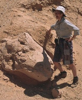 Dinosaur fossil, Flaming Cliffs, Mongolia. Probably a Tarbosaur head.