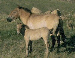 Przewalski (or Takhi)  horse and foal