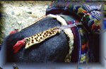 snow-leopard saddle trappings