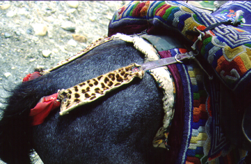 snow leopard-saddle straps: Mustang