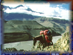 The load carrier, mule in the Kali Gandaki, Mustang