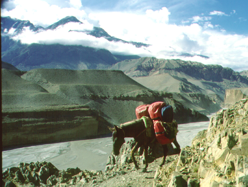 mule above Kali Gandaki: Mustang