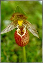 slipper orchid (24K)   