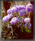 Primula Denticulata (71K)   