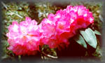 Rhododendron arboreum (61K)   