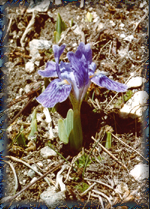 Iris goniocarpa (57K)   