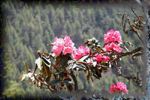 rhododendron Khumbu