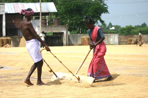 drying rice: South India