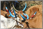 painted horns, Indian cattle