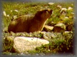 Himalayan marmot  (48k)