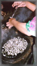 Silk cocoons: Maghilan, Fergana Valley, Uzbekistan