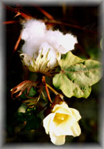 Cotton flower & bowl: Fergana valley, Uzbekistan