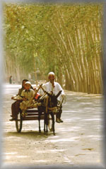 Donkey cart: Khotan, southern Taklamakan