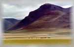 Yaks and landscape, southern Tibet (32k)