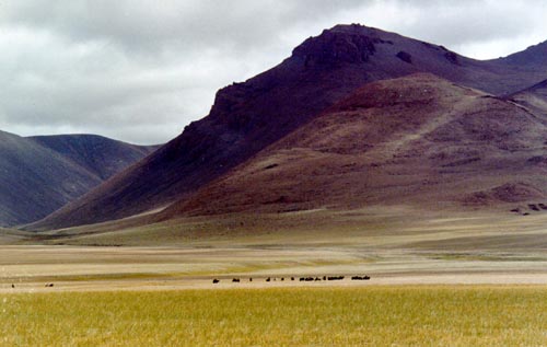 yaks in a Tibetan landscape