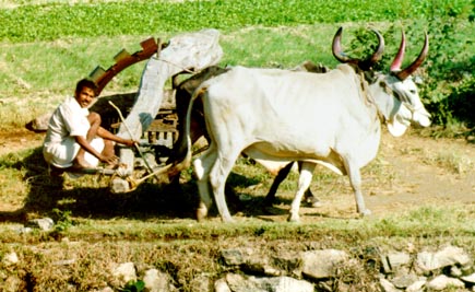 hauling water near Udaipur